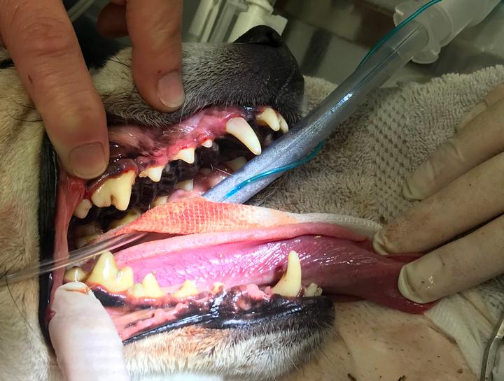 Dog tooth extractions